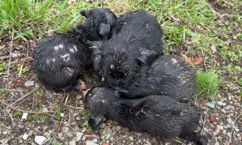 Shivering, soaked little puppies rescued out of the rain - Stray Rescue of St.Louis