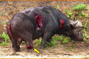 Shocking! Injured Animal Fights DEATH For Life, What Miracle Happened ?