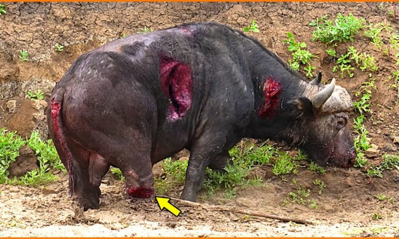 Shocking! Injured Animal Fights DEATH For Life, What Miracle Happened ?