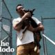 Skinny Rescue Dog Finds A Home And Doubles In Size | The Dodo