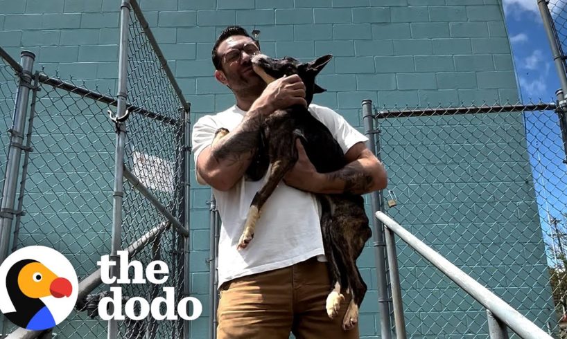 Skinny Rescue Dog Finds A Home And Doubles In Size | The Dodo