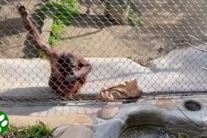 Smart orangutan uses tool to pick up toddler's baby bottle