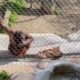 Smart orangutan uses tool to pick up toddler's baby bottle