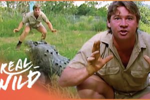 Steve Irwin Faces A Massive Saltwater Crocodile In Australia | Crocs Down Under | Real Wild