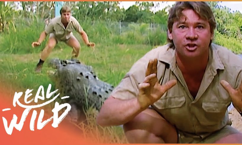 Steve Irwin Faces A Massive Saltwater Crocodile In Australia | Crocs Down Under | Real Wild
