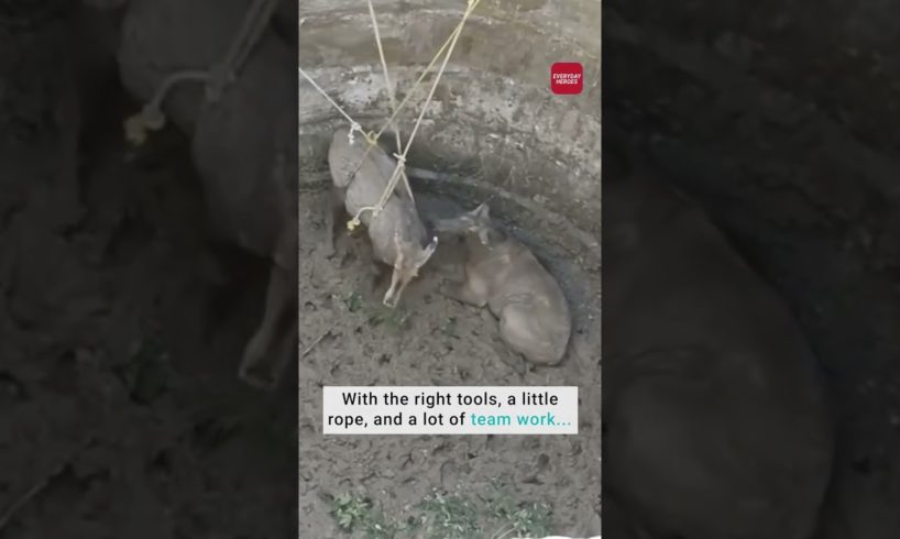 Stranded Antelopes Get Rescued from Well | Everyday Heroes
