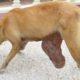 Stray Dog Suffers from a Massive Tumor - She didn't Believe Someone Rescued Her and Treated Her