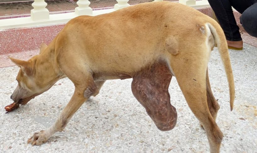 Stray Dog Suffers from a Massive Tumor - She didn't Believe Someone Rescued Her and Treated Her