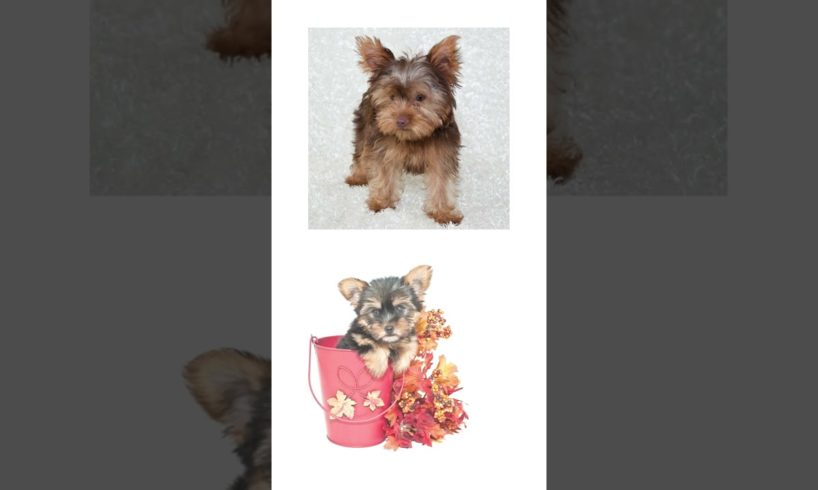 THIS or THAT Cutest Yorkies Puppies Ever!! Yorkie Puppies Edition, Cutest Puppies Ever!! #short