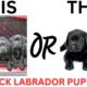 THIS or That Cute Black Labrador PUPPY Edition!! Cutest Puppies Ever!!