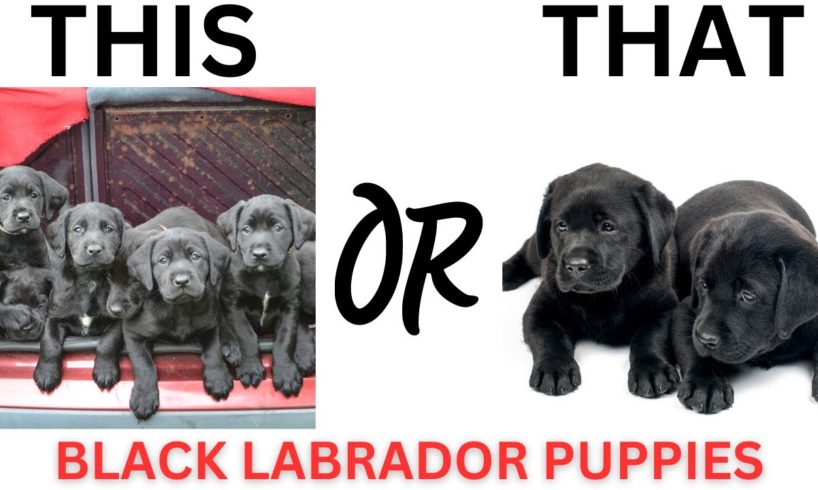 THIS or That Cute Black Labrador PUPPY Edition!! Cutest Puppies Ever!!