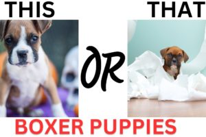 THIS or That Cute Boxer PUPPY Edition!! Cutest Puppies Ever!!