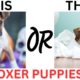 THIS or That Cute Boxer PUPPY Edition!! Cutest Puppies Ever!!