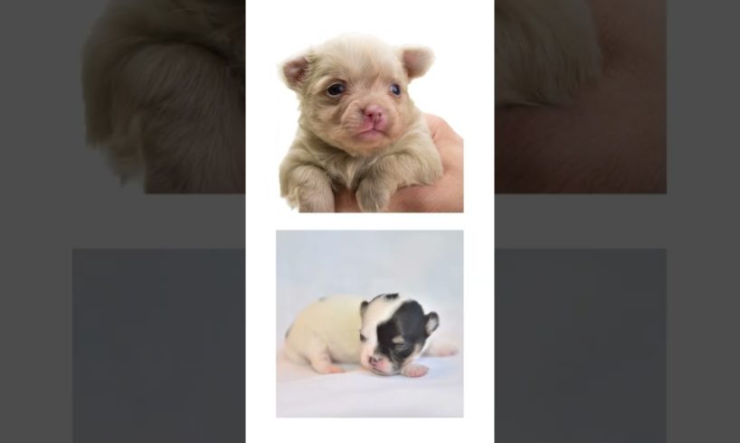 THIS or That Cute Chihuahua PUPPY Edition!! Cutest Puppies Ever!! #short
