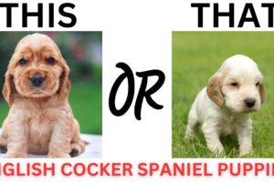 THIS or That Cute English Cocker Spaniel PUPPY Edition!! Cutest Puppies Ever!!