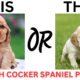 THIS or That Cute English Cocker Spaniel PUPPY Edition!! Cutest Puppies Ever!!