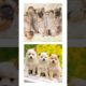 THIS or That Cute Groups of Cute Puppies, PUPPY Edition!! Cutest Puppies Ever!! #short