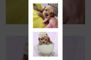 THIS or That Cute Maltipoo PUPPY Edition!! Cutest Puppies Ever!! #short