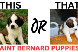 THIS or That Cute Saint Bernard PUPPY Edition!! Cutest Puppies Ever!!