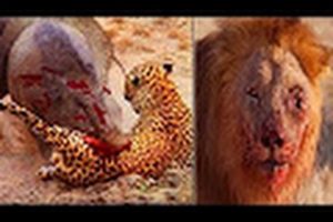 TOP 3 CRAZIEST Animal Fights Caught On Camera - lion vs buffalo || Blood Rivals Lion vs Buffalo