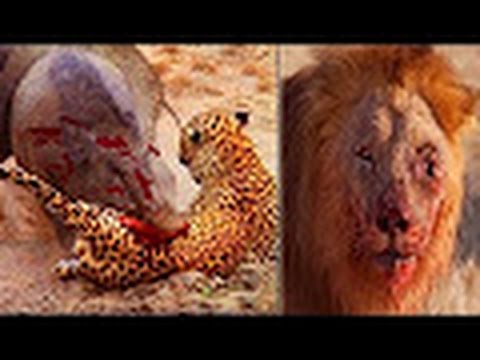 TOP 3 CRAZIEST Animal Fights Caught On Camera - lion vs buffalo || Blood Rivals Lion vs Buffalo