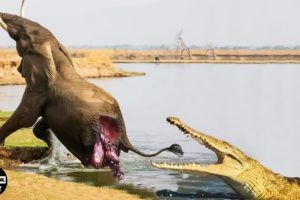 Terrible! Giant Crocodile Destroys Elephant, Poor Elephant Screams In Pain | Wild Animals
