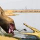 Terrible! Giant Crocodile Destroys Elephant, Poor Elephant Screams In Pain | Wild Animals