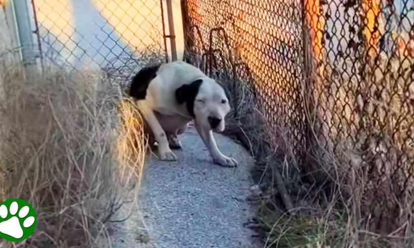 Terrified pit bull transforms into total sweetheart in just 3 minutes