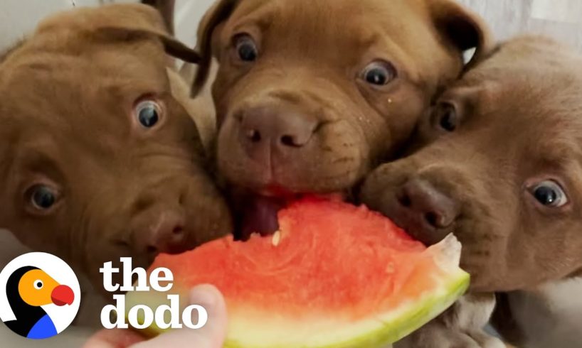 The 8 Rules To Fostering A Litter Of Tiny Puppies | The Dodo