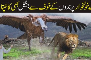The Best Of Eagle Attacks 2023 | Most Amazing Moments Of Wild Animal Fights | Sha G Info