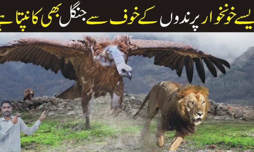 The Best Of Eagle Attacks 2023 | Most Amazing Moments Of Wild Animal Fights | Sha G Info