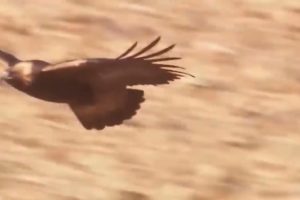 The Best Of Eagle🦅Attack Most Amazing Movements of Wild Animal Fights! wild discovery animals