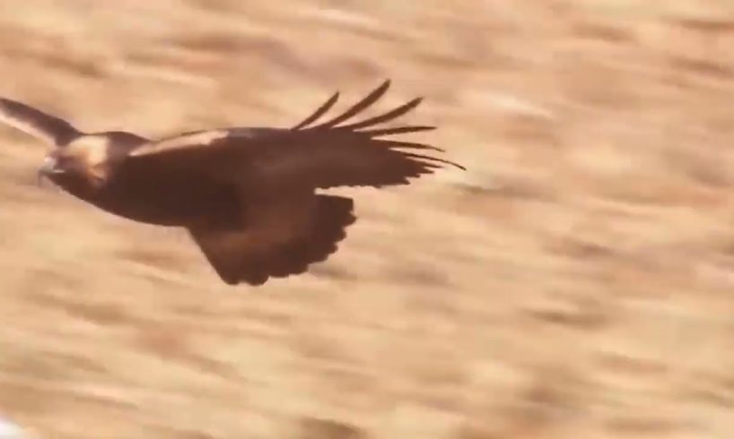 The Best Of Eagle🦅Attack Most Amazing Movements of Wild Animal Fights! wild discovery animals