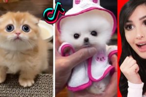 The CUTEST Animals On Tik Tok