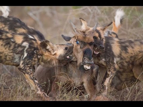 The Craziest Animal Fights Caught On Camera | Animals Messed With The Wrong Opponent