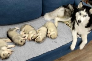 The Cutest Husky Puppies! My Dogs are Fleeing From Puppies