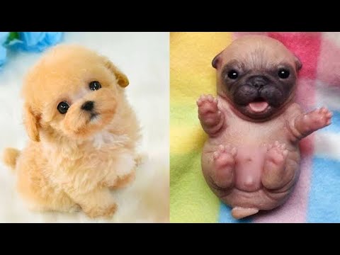 The Cutest Puppies Ever 🤗🤗😍😍 soo cute !