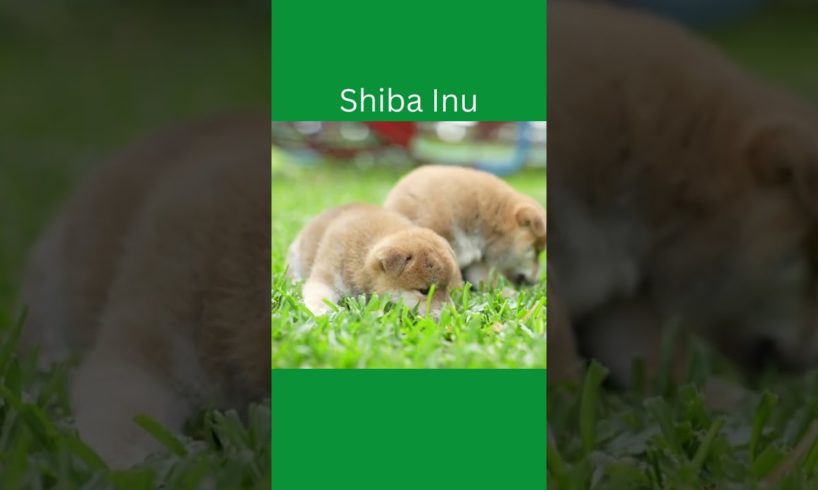 The Cutest Puppies - Golden Retriever, Shiba Inu, Boston Terrier! #shorts