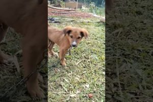 The Cutest Puppy Dog Ever 🥰🐕| #shorts #dog #fluffydog #shortsfeed #trending #cute #tiktok #viral