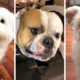 The Funniest Doggos Taking Over YouTube! 🐶 Cutest Dogs Compilation! 🐶