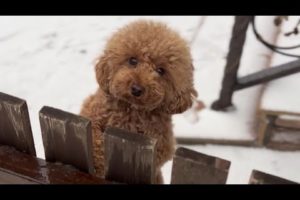 The Funniest & cutest puppies in the world #funny #puppy #dogs  #cute #funnyanimalclub #cutepuppy