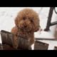 The Funniest & cutest puppies in the world #funny #puppy #dogs  #cute #funnyanimalclub #cutepuppy