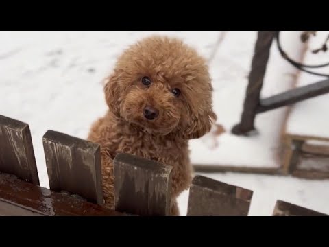The Funniest & cutest puppies in the world #funny #puppy #dogs  #cute #funnyanimalclub #cutepuppy