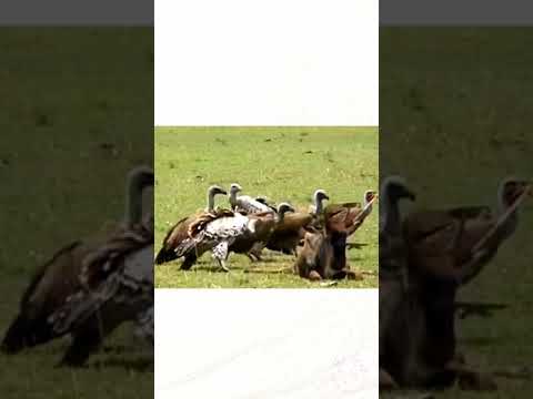 The Most Amazing Wild Animal Fight Scenes From Animal Attack 2023! Animal Wild Discovery | #shorts