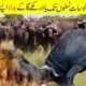 The Most Intense Battles of Wild Animals | wild animal attacks | facts hindi