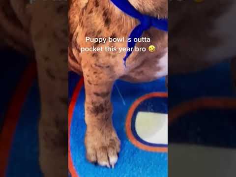 The Puppy Bowl was wilding this year! Viral TikTok ! Cutest puppies