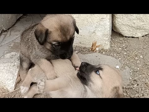 ☄️🤗🥰 The World's CUTEST PUPPIES are GROWING UP 🐶🐕💘💞☄️