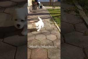 The cutest puppies coming for call