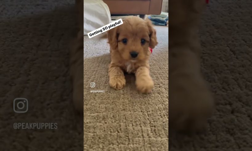 The cutest puppy you’ll ever see #puppy#cute