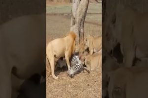 The lion hunted the zebra शेर ने जेब्रा का शिकार किया।  Animals Shorts ऐनीमल शोटस 🐵🐔🐶🐷🦒🦒 🦒🦒 🦁🦁 🦓🦓